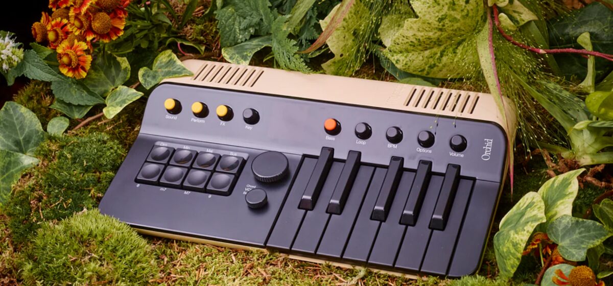 orchid - L’orchid est de retour